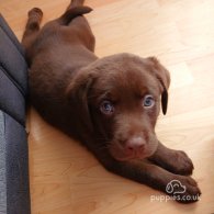 Labrador Retriever - Dogs