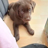 Labrador Retriever - Dogs