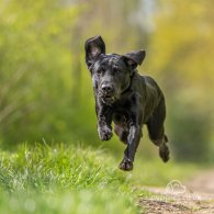 Labrador Retriever