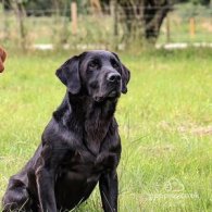 Labrador Retriever - Both