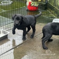 Labrador Retriever - Both