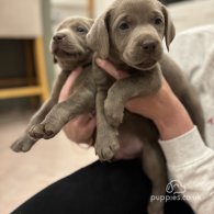 Labrador Retriever - Both