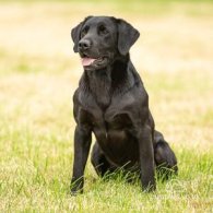 Labrador Retriever - Both