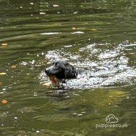 Labrador Retriever - Both