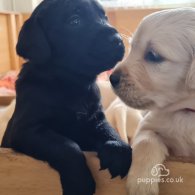 Labrador Retriever - Both