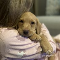 Labrador Retriever - Both