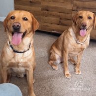 Labrador Retriever - Both