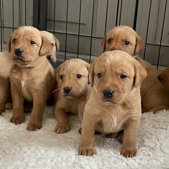 Dogs and Puppies for Sale near me in Wincanton Somerset Puppies