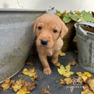 Labrador Retriever - Both