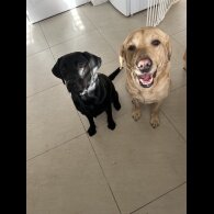 Labrador Retriever - Both