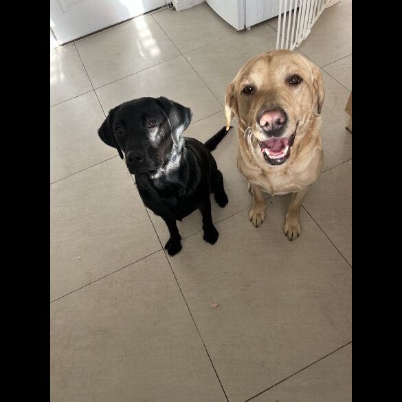 Labrador Retriever - Both