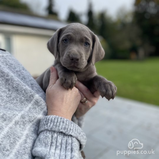 Labrador Retriever - Both