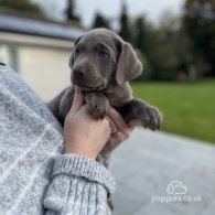 Labrador Retriever - Both