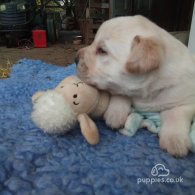 Labrador Retriever - Dogs