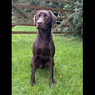 Labrador Retriever