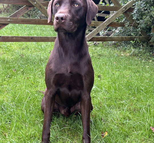 Labrador Retriever