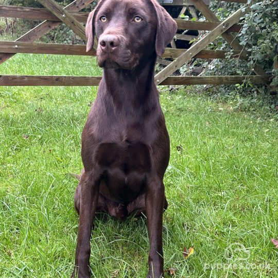 Labrador Retriever