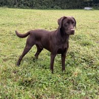 Labrador Retriever