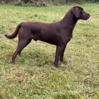 Labrador Retriever