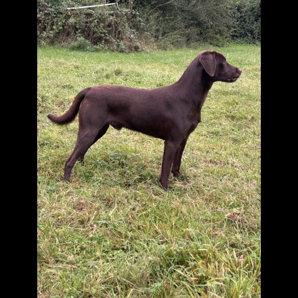 Labrador Retriever