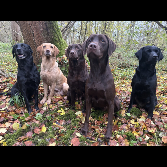 Labrador Retriever