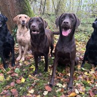 Labrador Retriever