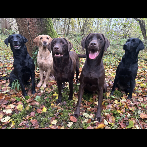 Labrador Retriever