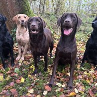 Labrador Retriever