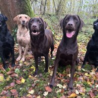 Labrador Retriever