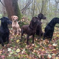 Labrador Retriever