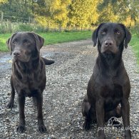 Labrador Retriever