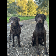 Labrador Retriever