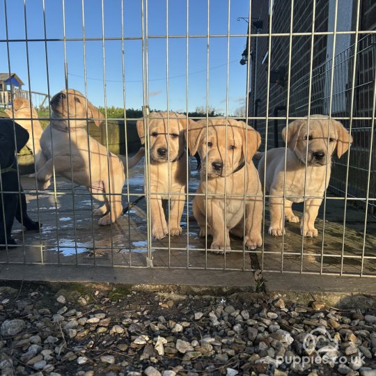 Labrador Retriever - Both