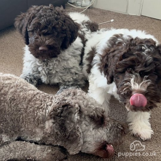 Lagotto Romagnolo - Both