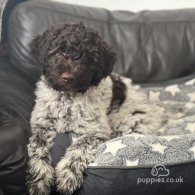 Lagotto Romagnolo - Both