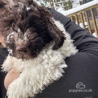 Lagotto Romagnolo - Both