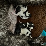 Lagotto Romagnolo - Both