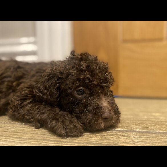 Lagotto Romagnolo - Both