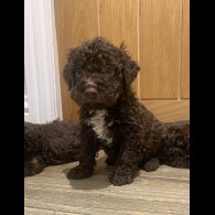 Lagotto Romagnolo - Both