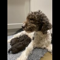 Lagotto Romagnolo - Both