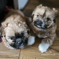 Lhasa Apso - Both