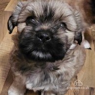 Lhasa Apso - Both