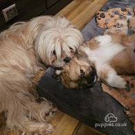 Lhasa Apso - Both