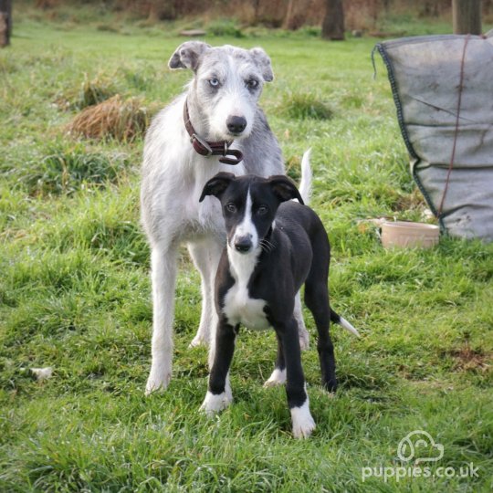 Lurcher - Dogs