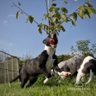 Lurcher - Dogs