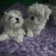 Maltese - Dogs