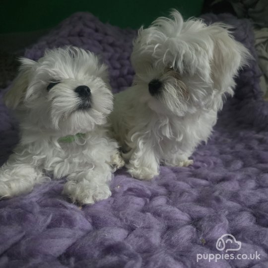 Maltese - Dogs