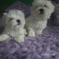 Maltese - Dogs