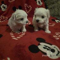 Maltese - Dogs