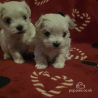 Maltese - Dogs